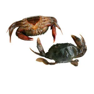 Seafood - Frozen Soft Shell Crab